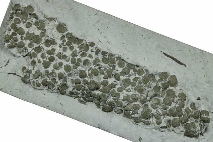 Cluster of Pyrite Replaced Brachiopods - Ohio #325692